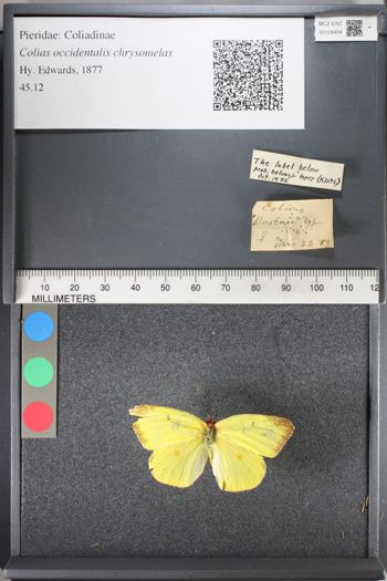 Media type: image;   Entomology 124404